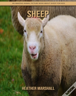 Capa do artigo Sheep