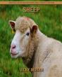 Sheep - Preview
