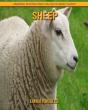 Sheep - Preview