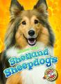 Shetland Sheepdogs - Preview
