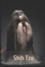 Shih Tzu - Preview