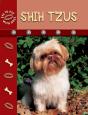 Shih Tzus - Preview