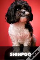 Shihpoo