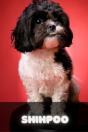 Shihpoo - Preview