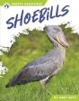 Shoebills - Preview