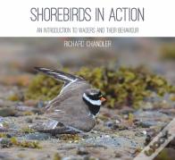 Shorebirds In Action