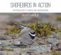 Shorebirds In Action - Preview