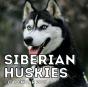 Siberian Huskies Calendar 2021 - Preview