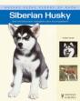 Siberian Husky - Preview