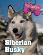 Siberian Husky - Preview