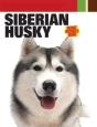 Siberian Husky - Preview