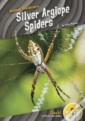 Silver Argiope Spiders