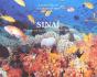Sinaï ; Visions De Plongeurs En Mer Rouge - Preview