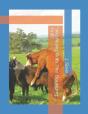 Sing Along With The Bouncing. . . .Bull? - Preview