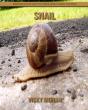Snail - Preview