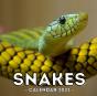Snake Calendar 2021 - Preview