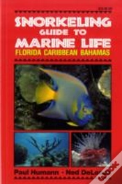 Capa do artigo Snorkeling Guide To Marine Life