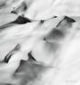 Snow - Preview