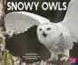 Snowy Owls - Preview