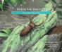 Sobre Los Insectos - Preview