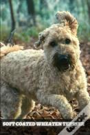 Soft Coated Wheaten Terrier
