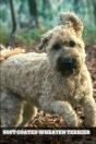 Soft Coated Wheaten Terrier - Preview