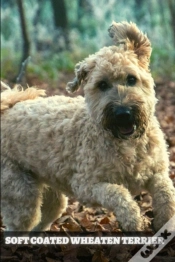 Capa do artigo Soft Coated Wheaten Terrier
