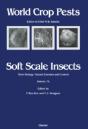 Soft Scale Insects - Preview