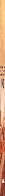 Solteikus Impact