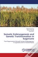 Somatic Embryogenesis And Genetic Transformation In Sugarcane
