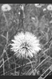 Sometimes  But Never Enough: A Poetry Co