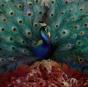 Sorceress - CD - Preview