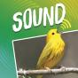 Sound - Preview