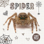 Spider - Preview