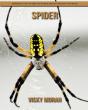 Spider - Preview