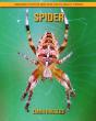 Spider - Preview