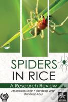 Spiders In Rice
