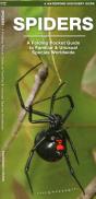 Spiders - Preview