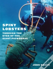 Spiny Lobsters