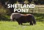 Spirit Of The Shetland Pony - Preview