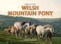Spirit Of The Welsh Mountain Pony - Preview