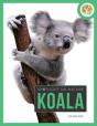 Spotlight On Nature: Koala - Preview