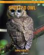 Spotted Owl - Preview