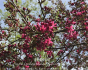 Spring In The Creasey Mahan Nature Preserve - Preview