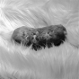 Spud - Preview