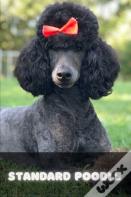 Standard Poodle