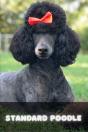 Standard Poodle - Preview