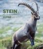 Steinwild Am Grossglockner Alpine Ibex - Preview