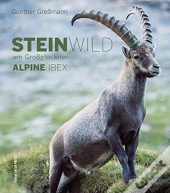 Steinwild Am Grossglockner Alpine Ibex