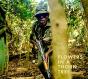 Steven Thackston: Flowers In A Thorn Tree - Preview